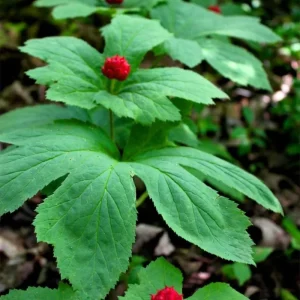 5 Goldenseal Bare Roots Live Plants - Outdoor Herb for Planting - Image 2
