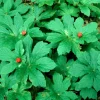 5 Goldenseal Bare Roots Live Plants - Outdoor Herb for Planting - Image 1