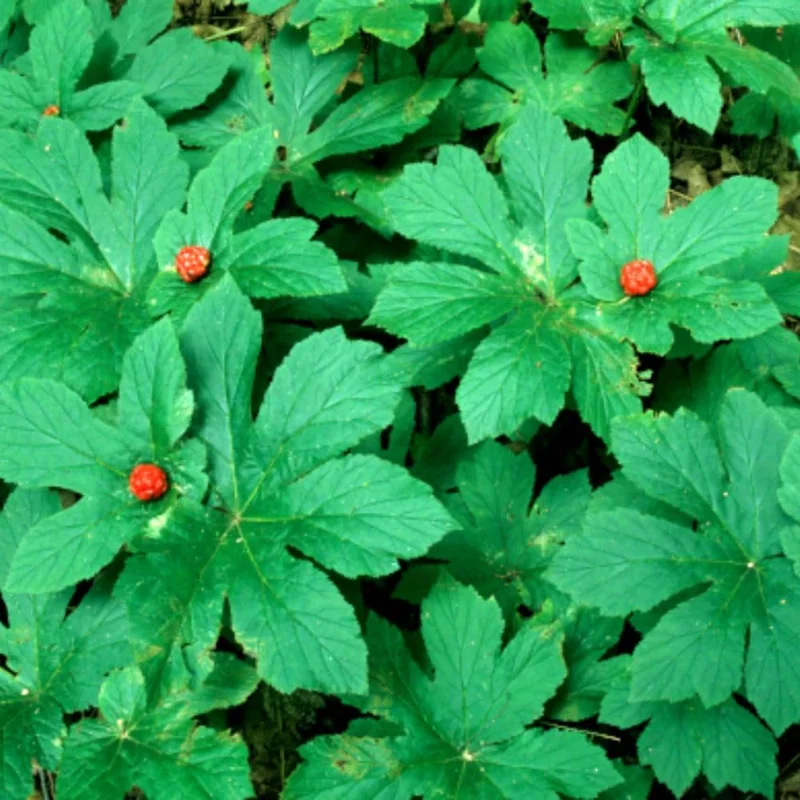 5 Goldenseal Bare Roots Live Plants - Outdoor Herb for Planting - Image 1