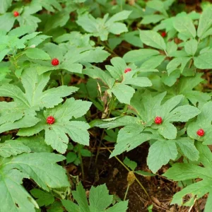 5 Goldenseal Bare Roots Live Plants - Outdoor Herb for Planting - Image 3