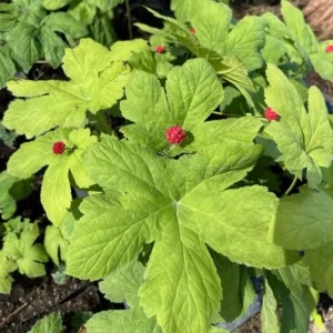 5 Goldenseal Bare Roots Live Plants - Outdoor Herb for Planting - Image 5
