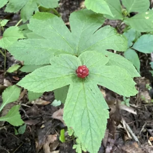 5 Goldenseal Bare Roots Live Plants - Outdoor Herb for Planting - Image 7