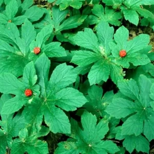 5 Goldenseal Roots Live Plants – Bare Root Herb for Outdoor Planting - Image 4