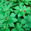 5 Goldenseal Roots Live Plants – Bare Root Herb for Outdoor Planting - Image 1
