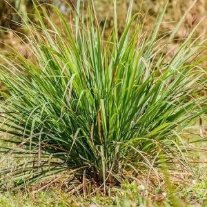 5 Lemongrass Live Plants - Well Rooted Herb Stalks, 5-8