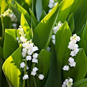 5 Lily of the Valley Bulbs - Fragrant Perennial Flower Bulbs for Outdoor Garden - Image 7