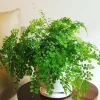 5 Maidenhair Fern Rhizomes - Live Roots for Indoor & Outdoor Gardens - Image 1