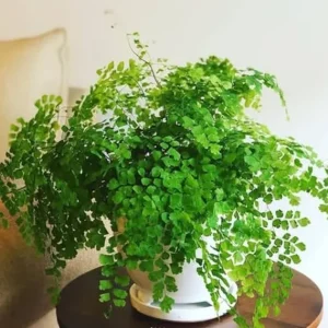 5 Maidenhair Fern Rhizomes - Live Roots for Indoor & Outdoor Gardens - Image 3