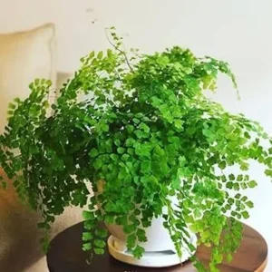 5 Maidenhair Fern Rhizomes - Live Roots for Indoor & Outdoor Gardens - Image 4