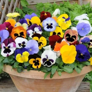 5 Mix Colorful Pansies Live Plants, 4 Inch Pot, Outdoor Flowers - Image 3