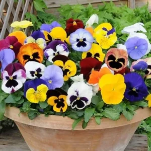 5 Mix Colorful Pansies Live Plants, 4 Inch Pot, Outdoor Flowers - Image 1