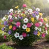 5 Mix Rose of Sharon Seedlings - Hardy Bareroot Flowering Shrubs 1-2 Ft Tall Outdoor - Image 1