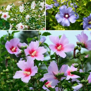 5 Mix Rose of Sharon Seedlings - Hardy Bareroot Flowering Shrubs 1-2 Ft Tall Outdoor - Image 6