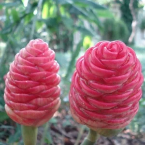 5 Pack Awapuhi Shampoo Ginger Rhizomes - Zingiber zerumbet Tubers - Image 4