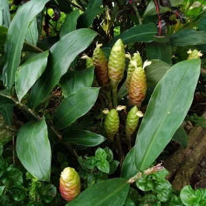 5 Pack Awapuhi Shampoo Ginger Rhizomes - Zingiber zerumbet Tubers - Image 6