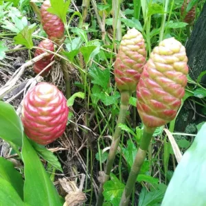 5 Pack Awapuhi Shampoo Ginger Rhizomes - Zingiber zerumbet Tubers - Image 9