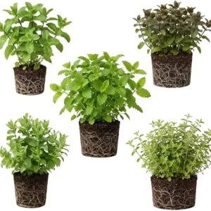 5 Pack Live Herb Plants Assortment - Mint, Lemon Balm, Rosemary, Sage, 4-8'' Tall, Outdoor - Image 5