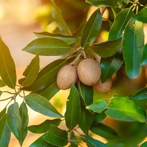 5 Pcs Sapote Seeds – Tropical Sapodilla Seeds for Planting - Image 5