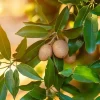 5 Pcs Sapote Seeds – Tropical Sapodilla Seeds for Planting - Image 1