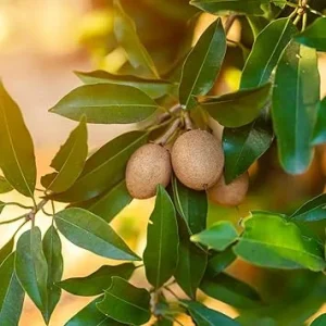 5 Pcs Sapote Seeds – Tropical Sapodilla Seeds for Planting - Image 7