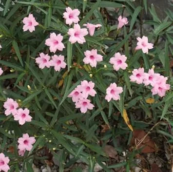 5 Pink Mexican Petunia Live Plants – Perennial Garden Flower – Easy Grow - Image 2