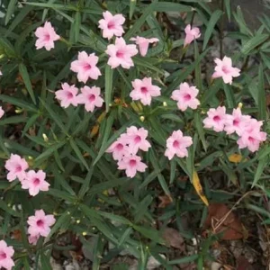 5 Pink Mexican Petunia Live Plants – Perennial Garden Flower – Easy Grow - Image 3