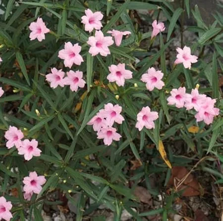 5 Pink Mexican Petunia Live Plants – Perennial Garden Flower – Easy Grow - Image 3