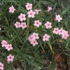 5 Pink Mexican Petunia Live Plants – Perennial Garden Flower – Easy Grow - Image 1