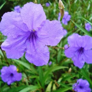 5 Purple Mexican Petunia Live Plants, Well Rooted, 7-8 Inch Tall Shrub - Image 2