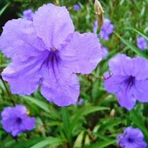 5 Purple Mexican Petunia Live Plants, Well Rooted, 7-8 Inch Tall Shrub - Image 4