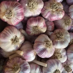 5 Purple Stripe Italian Garlic Bulbs for Planting – Hardneck Tubers - Image 1