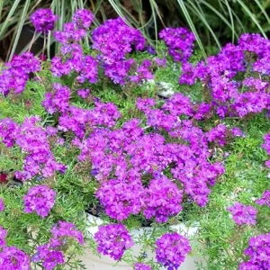 5 Purple Verbena Live Plants 4-8” Tall, Perennial Flowering Garden Plant - Image 7