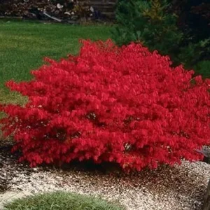 5 Red Burning Bush Live Plants 4-10 Inches Tall – Dwarf Shrub for Outdoor Perennial - Image 4