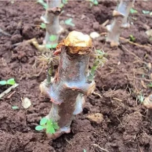 5 Sweet Yuca Cassava Cuttings – Live Plant – for Outdoor Gardening - Image 6