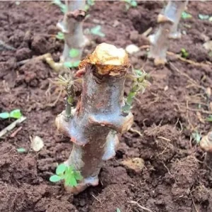 5 Sweet Yuca Cassava Cuttings – Live Plant – for Outdoor Gardening - Image 7