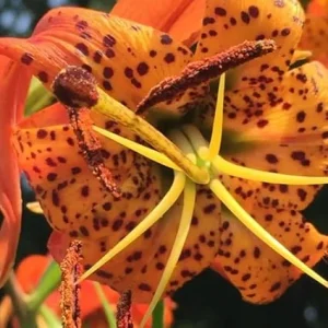 5 Turk Cap Lily Bulbs - Orange Flower, Summer Planting, Zones 5-8 - Image 4