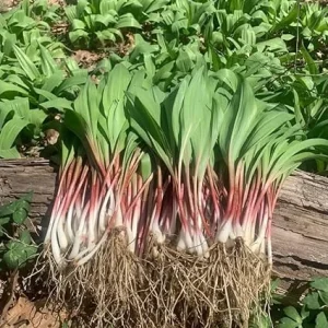 5 Wild Ramp Bulbs for Planting - Perennial Edible Allium - Image 4