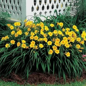 5 Yellow Daylily Bulbs – Reblooming Perennial Flowers for Outdoor Garden - Image 2