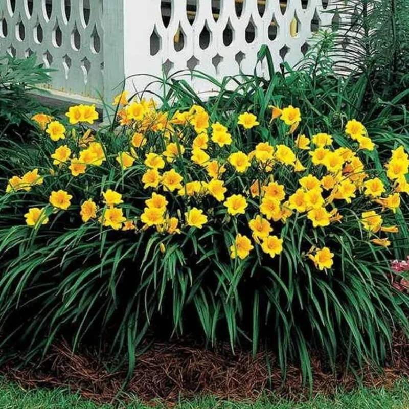 5 Yellow Daylily Bulbs – Reblooming Perennial Flowers for Outdoor Garden - Image 2