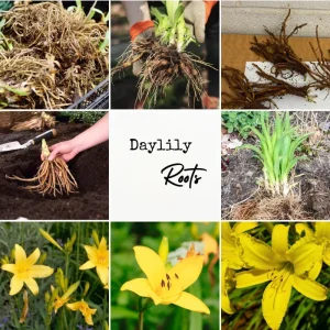 5 Yellow Daylily Bulbs – Reblooming Perennial Flowers for Outdoor Garden - Image 4