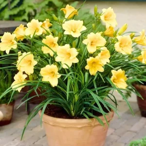 5 Yellow Daylily Bulbs – Reblooming Perennial Flowers – Outdoor - Image 7