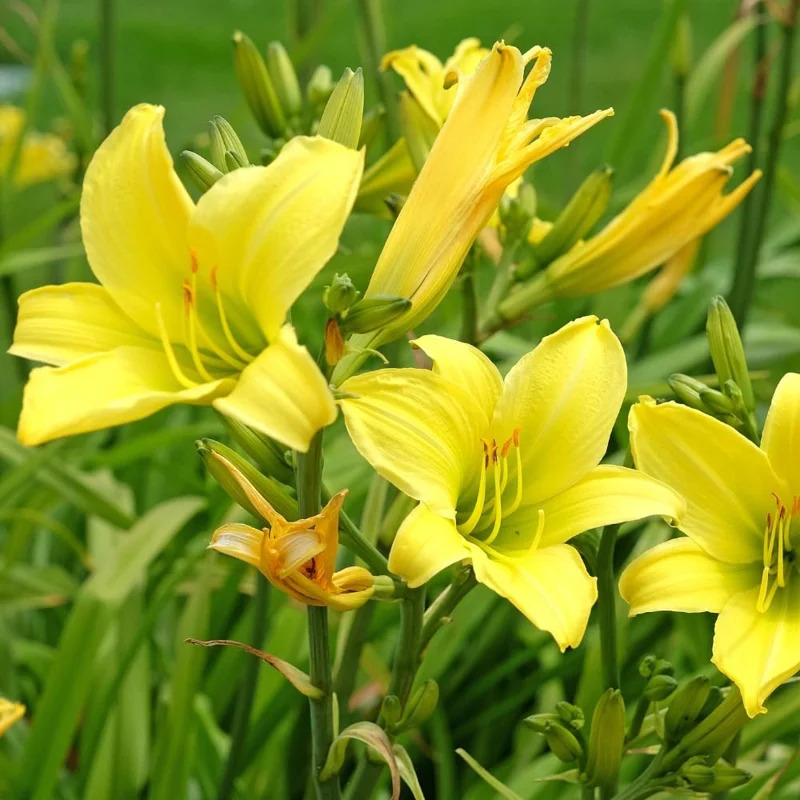 5 Yellow Daylily Bulbs – Reblooming Perennial Flowers for Outdoor Garden - Image 7