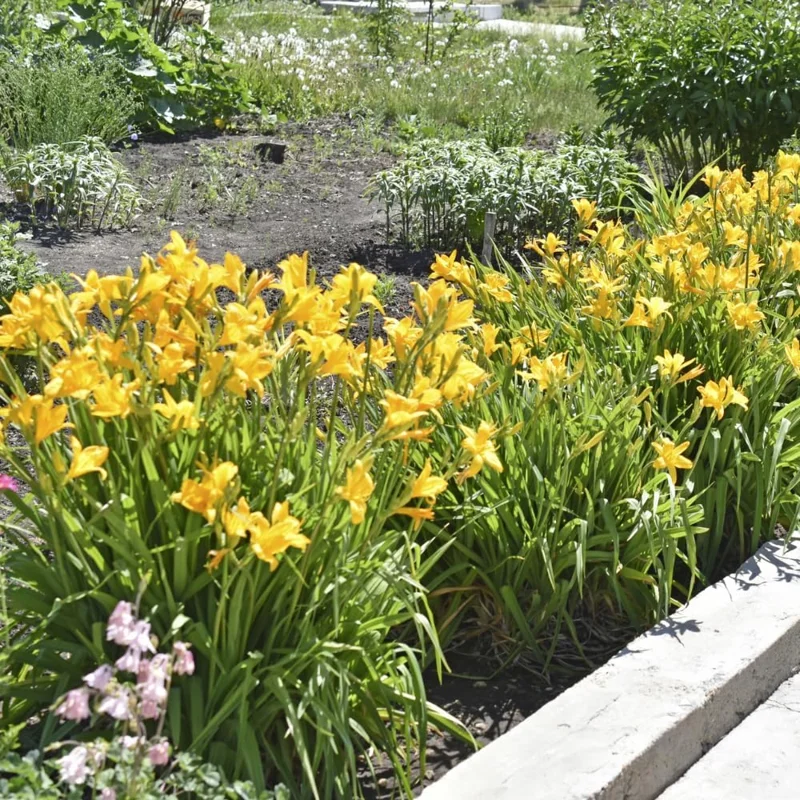 5 Yellow Daylily Bulbs – Reblooming Perennial Flowers for Outdoor Garden - Image 8
