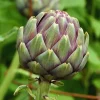 50 Artichoke Seeds for Planting – Vegetable Seeds for Indoor & Outdoor - Image 1