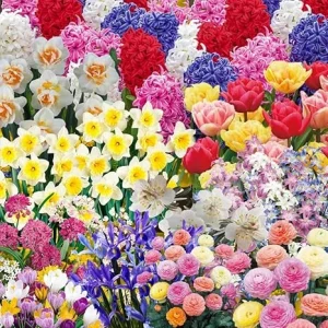 50 Mixed Flower Bulbs for Fall Planting - Multi-Color Bloom All Spring & Summer - Image 5