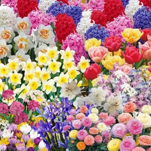 50 Mixed Flower Bulbs for Fall Planting - Multi-Color Bloom All Spring & Summer - Image 7