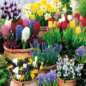 50 Mixed Flower Bulbs for Fall Planting – Vibrant Early Spring Blooms - Image 2