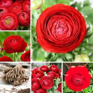 50 Mixed Ranunculus Flower Bulbs for Planting - Spring Blooming - Image 4