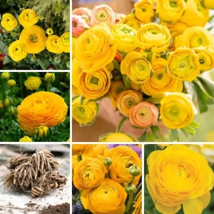 50 Mixed Ranunculus Flower Bulbs for Planting - Spring Blooming - Image 5