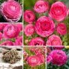 50 Mixed Ranunculus Flower Bulbs for Planting - Spring Blooming - Image 8